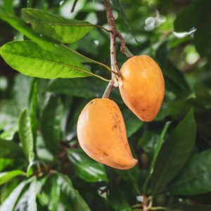 Canistel Yellow Sapote